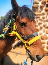 Close-up of a horse