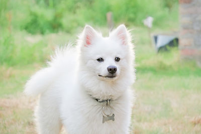 Close-up of pomeranian standing on field