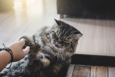 Midsection of person hand with cat