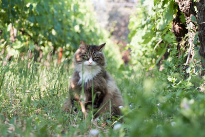 Portrait of cat sitting in grass