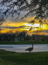 View of bird on field against sunset sky