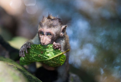 Close-up of monkey on tree