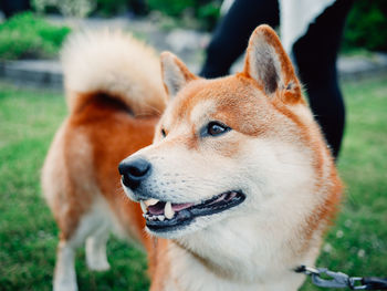 Close-up portrait of dog