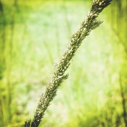 Close-up of plant against blurred background