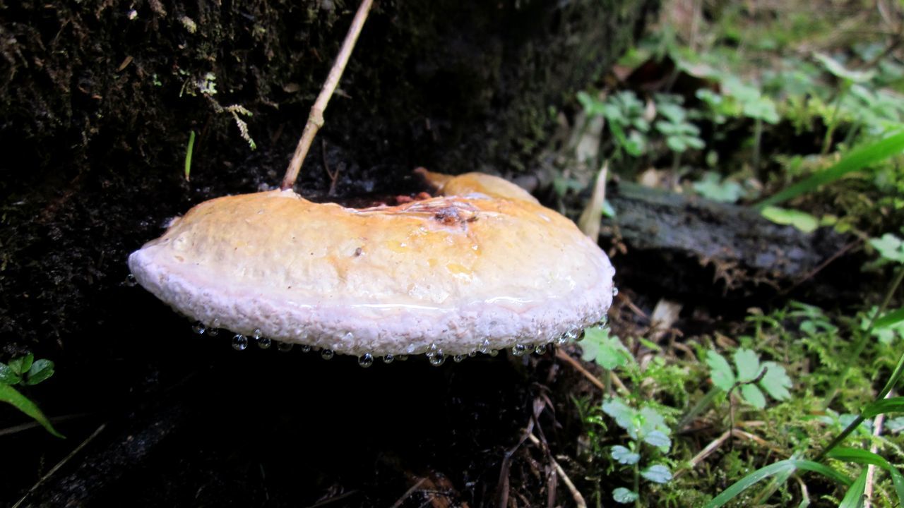 mushroom, fungus, plant, vegetable, growth, nature, food, land, forest, close-up, toadstool, no people, penny bun, edible mushroom, tree, bolete, day, agaricaceae, woodland, focus on foreground, food and drink, beauty in nature, field, outdoors, soil, macro photography, freshness, fly agaric mushroom, moss, fragility