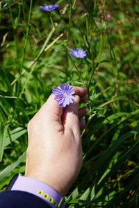 Cropped hand of woman holding flower