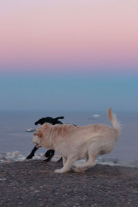 Dog standing on beach against sky during sunset
