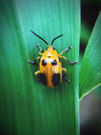 Close-up of insect on leaf