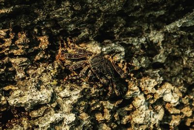 Close-up of insect on tree trunk