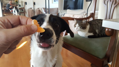 Man holding cat at home