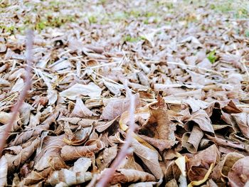 Close-up of dry autumn leaves