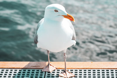 Close-up of seagull perching on a sea