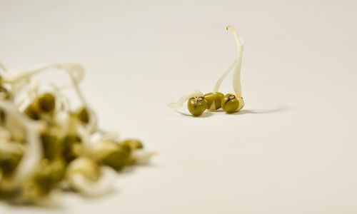 Close-up of lemon slice on table against white background