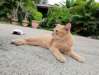 Cat lying on footpath