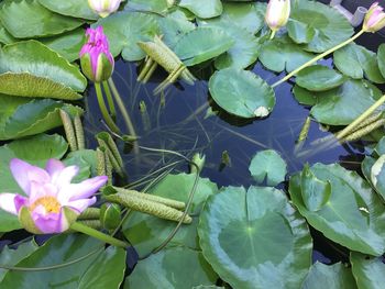 High angle view of lotus water lily blooming outdoors