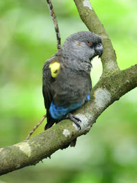 Close-up of bird perching on branch