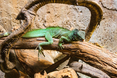 Close-up of lizard on tree