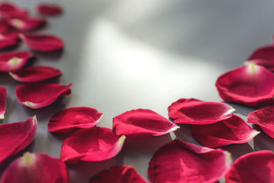 Close-up of red flowering plants