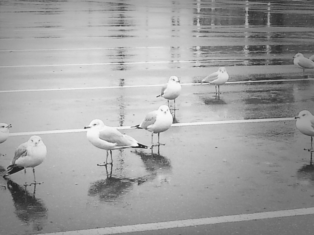 bird, animal themes, animals in the wild, wildlife, water, lake, reflection, swan, medium group of animals, seagull, nature, two animals, day, outdoors, waterfront, duck, zoology, high angle view, no people