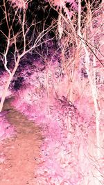 View of trees at night