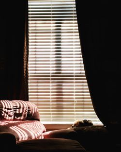 Dog resting by window at home