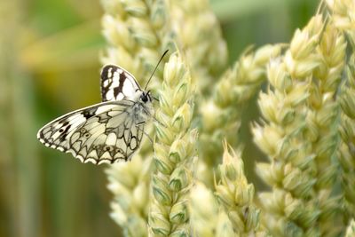 Close-up of butterfly on plant