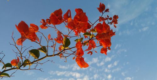 Low angle view of autumn tree against sky