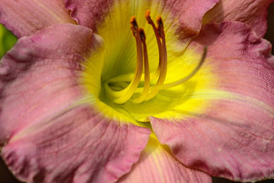 Macro shot of pink flower