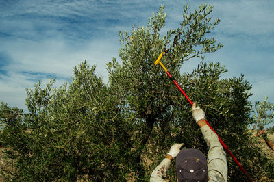 Rear view of person picking olive from plant against sky