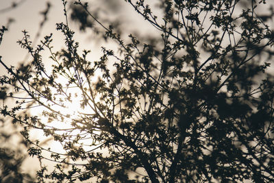 Nature picture showing leaves and branches in backlight