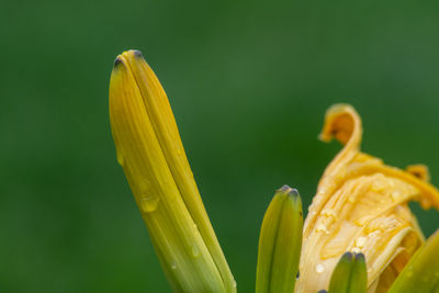 Close-up of yellow flowering plant