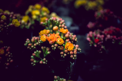 Close-up of flowers blooming outdoors