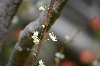 Close-up of insect on plant