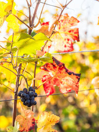 Close-up of berries on tree during autumn