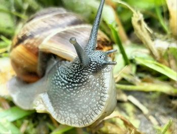 Close-up of snail on white surface