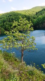Scenic view of lake by trees against sky