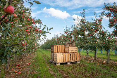 Crates in orchard full of apple trees with ripe apples ready for harvest against blue sky