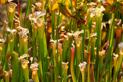 Close-up of flowering plants on field