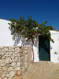 Plant growing on wall