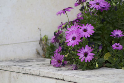 Close-up of pink flowers