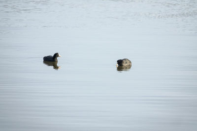 Coots swimming on gyeongpoho lake