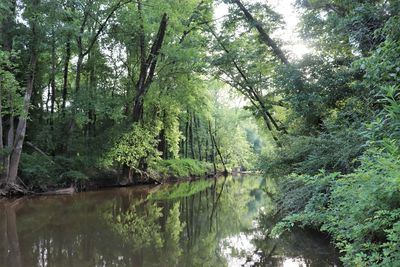 Scenic view of lake amidst trees in forest