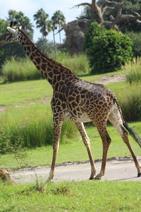 View of giraffe in zoo