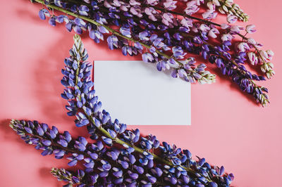 High angle view of pink flowering plant