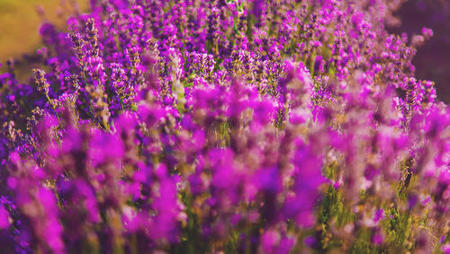 Close-up of purple flowers