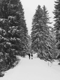 Trees on snow covered field against sky