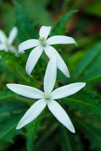 Close-up of white flowering plant