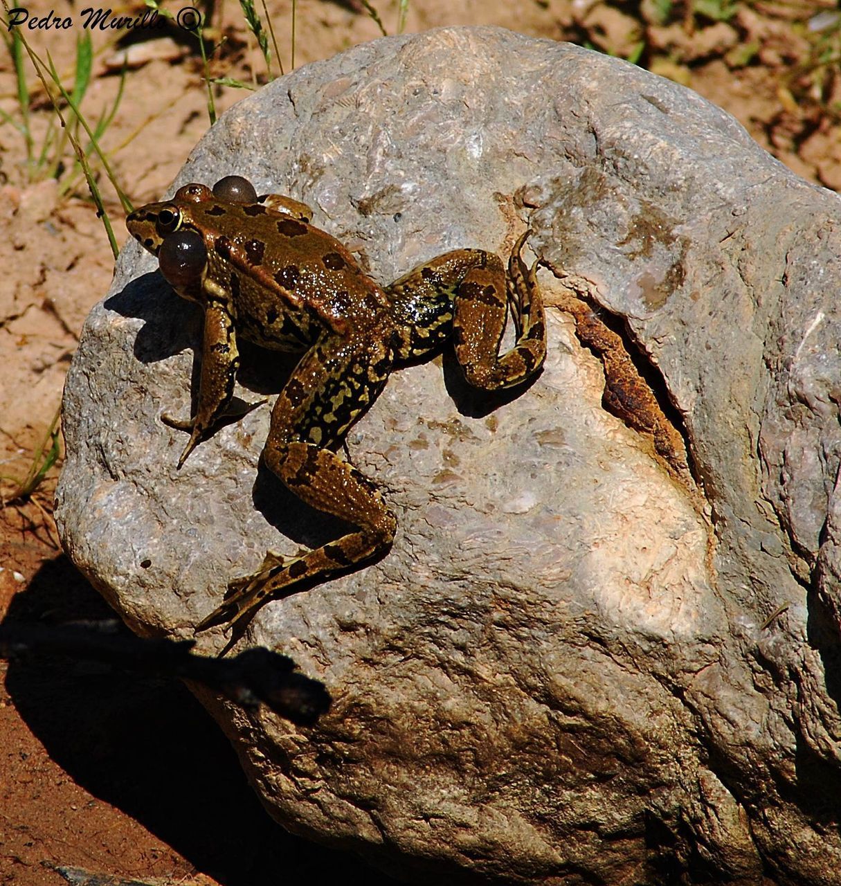 one animal, animals in the wild, animal themes, animal wildlife, reptile, no people, alligator, outdoors, full length, nature, animal markings, day, chameleon, crocodile, leopard