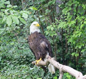 Close-up of eagle perching on tree