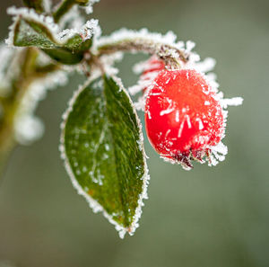 Close-up of frozen strawberry on plant